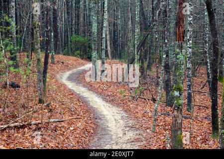 Gewundener Pfad auf dem Ridgeline Trail im DuPont State Recreational Forest - Cedar Mountain, in der Nähe von Brevard, North Carolina, USA Stockfoto
