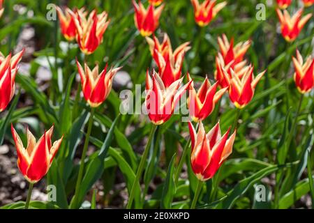 "Aladdin's Record' Lily blühenden Tulpe, Liljetulpan (Tulipa gesneriana) Stockfoto