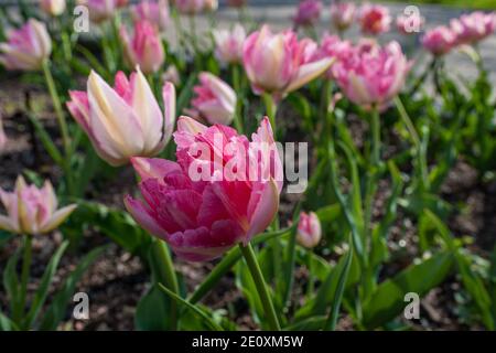 "Peach Blossom' Doppelte frühe Tulpe, Frühbucherrabatt fylld Tulpan (Tulipa gesneriana) Stockfoto