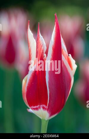 "Aladdin's Record' Lily blühenden Tulpe, Liljetulpan (Tulipa gesneriana) Stockfoto