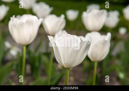 "Wildhof" Triumph Tulpe, Triumftulpan (Tulipa gesneriana) Stockfoto