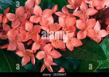 Dschungel Flamme, Eldboll (Ixora coccinea) Stockfoto