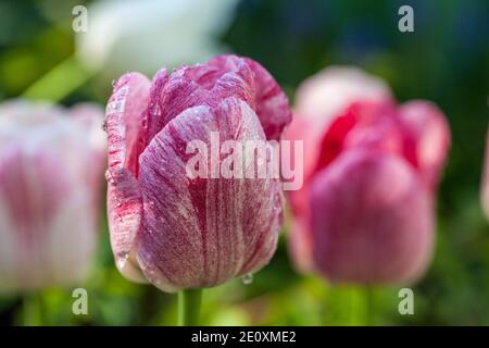 "Hemisphäre" Triumph Tulpe, Triumftulpan (Tulipa gesneriana) Stockfoto