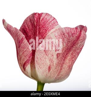 "Hemisphäre" Triumph Tulpe, Triumftulpan (Tulipa gesneriana) Stockfoto