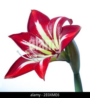 'Gilmar' Hippeastrum, Amaryllis (Hippeastrum x Hortorum) Stockfoto