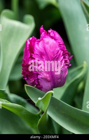 'Blue Parrot' Papagei Tulpe, Papegoya Tulpan (Tulipa gesneriana) Stockfoto