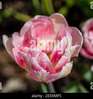 'Foxtrot' Doppelte frühe Tulpe, Frühbucherrabatt fylld Tulpan (Tulipa gesneriana) Stockfoto