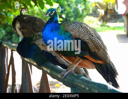 Ein schöner blauer Pfau, der auf dem Holzzaun steht Stockfoto