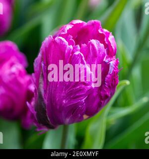 'Blue Parrot' Papagei Tulpe, Papegoya Tulpan (Tulipa gesneriana) Stockfoto