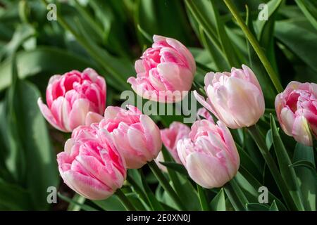 'Foxtrot' Doppelte frühe Tulpe, Frühbucherrabatt fylld Tulpan (Tulipa gesneriana) Stockfoto
