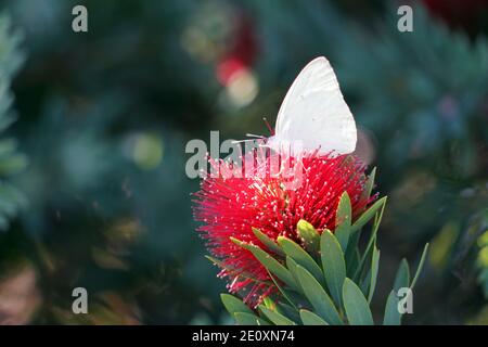 Weißer Schmetterling Auf Roter Blume Trinkender Nektar, Afrika Stockfoto