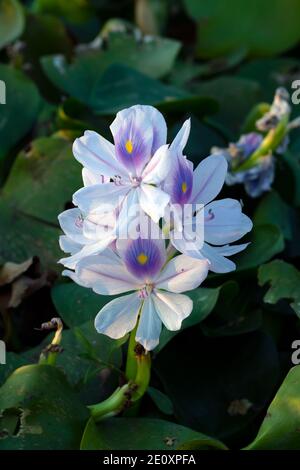 Einzelne weiße Moschusblüten oder Pontederiaceae in Wasser Hyazinthe Stockfoto