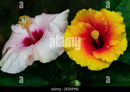 Hellrosa und rot Hibiscus rosa-sinensis, die auch bekannt als China Rose und Schuhblume Stockfoto