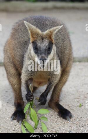 Swamp Wallaby für Erwachsene in Kuranda Stockfoto