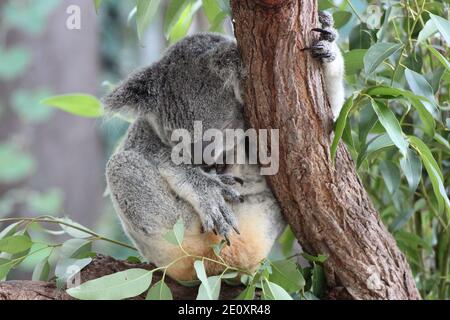 Niedliche und kuschelig schlafende Koala in einem Baum Stockfoto