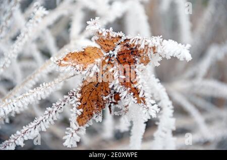 Winter, Reif auf EINEM Blatt Stockfoto