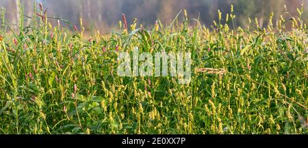 Persicaria maculosa, der Daumen der Dame blüht auf der Wiese. Selektiver Fokus, Reisefoto, Straßenansicht Stockfoto