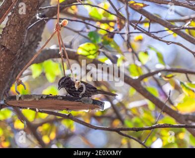 A Song Sparrow (Melospiza melodia) beim Essen an einem Futterhäuschen im verschwommenen Hintergrund. Gedreht in Vancouver, BC, Kanada. Selektiver Fokus, Reisefoto, Stockfoto