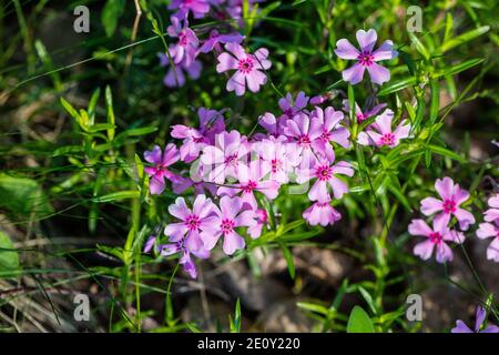 'Amazing Grace' kriechenden Phlox, Mossflox (Phlox subulata) Stockfoto