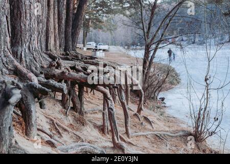 Riesige Wurzeln von großen Bäumen. Die Wurzeln wurden vom See gefressen. Ungewöhnliche Bäume Stockfoto
