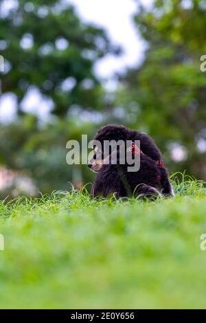 Vertikale Rückansicht Foto von schwarzen Welpen auf Gras sitzen Stockfoto