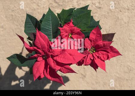 Traditionelle flammende rote Poinsettia Pflanze zeigt drei Cluster von Blumen Und wirkt auf einen natürlichen, unscharfen Sandhintergrund Stockfoto