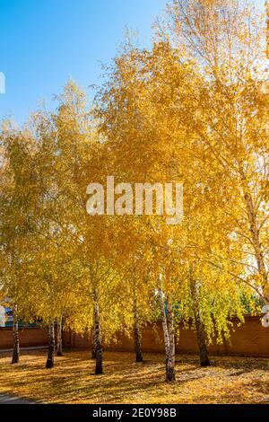 Helle bunte Blätter auf Büschen und Bäumen im Herbst im Dorf. Stockfoto