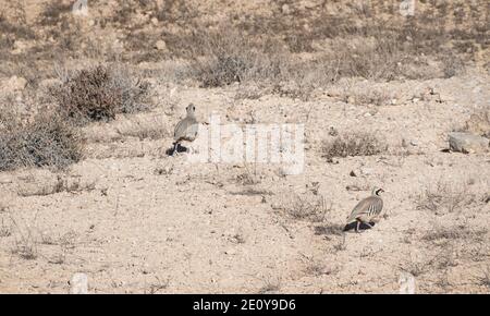 Zwei gut getarnte alectoris chukar Rebhühner, die von der abhuschen Fotograf in ihrem natürlichen Lebensraum in der Nähe Mount ramon in der negev Wüste in Stockfoto