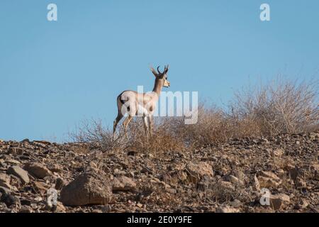 Weibliche dorcas Gazelle posierte alertly auf einem felsigen Hügel innen Der makhesh ramon Krater in israel mit einem klaren Blau Himmel Hintergrund Stockfoto