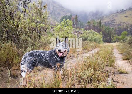 Junger australischer Rinderhund (blauer Heeler) Auf einer unbefestigten Straße stehend und zurückblickend Stockfoto