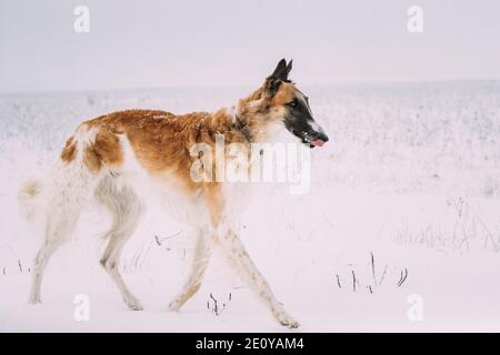 Russian Wolfhound Jagd Windhund Russkaya Psovaya Borzaya Hund während der Hasen-Jagd Am Wintertag In Snowy Field Stockfoto