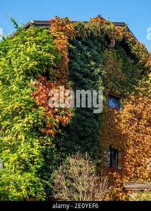 Weinrebe in Herbstfarben bedeckt die Hauswand im November In Polen Stockfoto