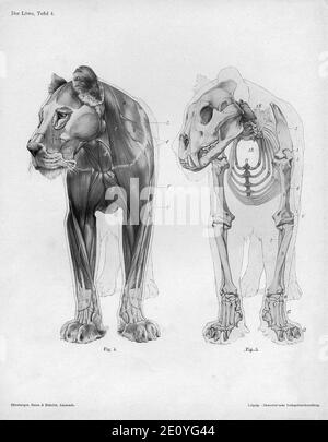 Lion Anatomie anteriore Ansicht. Stockfoto