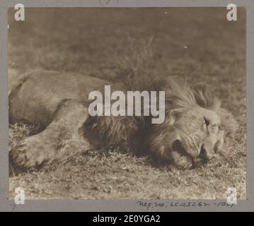 Lion erschossen von Kermit Roosevelt Stockfoto