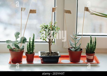 Fünf winterharte Topfpflanzen auf einem Tablett auf einer Fensterbank. Cactuses usw. Stockfoto