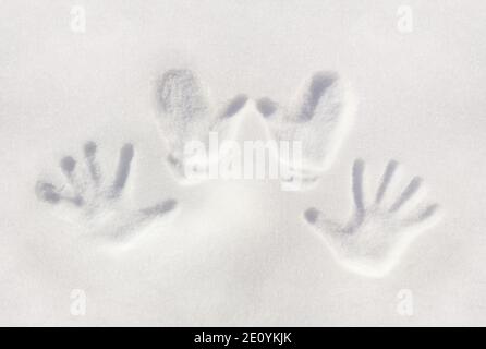 Winterhintergrund mit Abdrücken von Handflächen von menschlichen Händen auf einer klaren Schneeoberfläche. Stockfoto