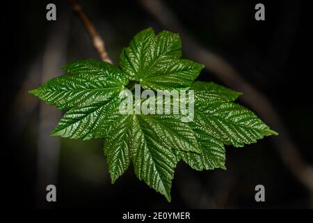 grüner Urlaub Stockfoto