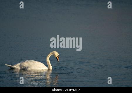 Stummer Schwan; Cygnus olor; Otmoor Oxfordshire Stockfoto