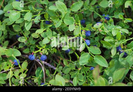 Reife Heidelbeeren im Wald auf Büschen als Hintergrund Stockfoto