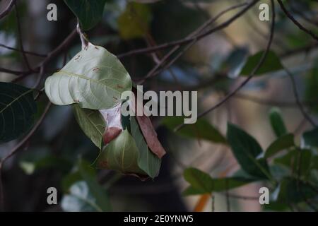 Kolonie der Weberameisen ( oecophylla smaragdina ) auf dem Baum. Stockfoto