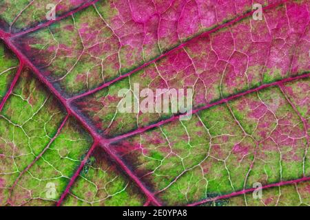Poinsettia Blatt Euphorbia pulcherrima abstrakt Makro, grün und rosa Farben und Textur Details. Stockfoto