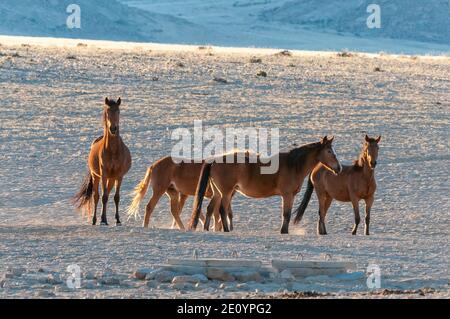 Wilde Pferde der Namib bei Sonnenaufgang. Foto aufgenommen in Garub Stockfoto