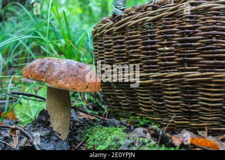 Steinpilzen im Wald in der Nähe eines Weidenkorbes Stockfoto