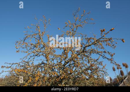 Leuchtend gelbe Herbstfrucht auf einem Krabbenapfelbaum (Malus x zumi 'Golden Hornet') mit einem hellen blauen Himmel Hintergrund wächst in einem Garten in Rural Devon, E Stockfoto