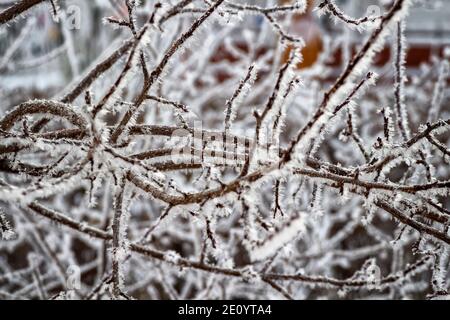 Frischer Frost auf Ästen an einem frostigen Wintermorgen. Stockfoto