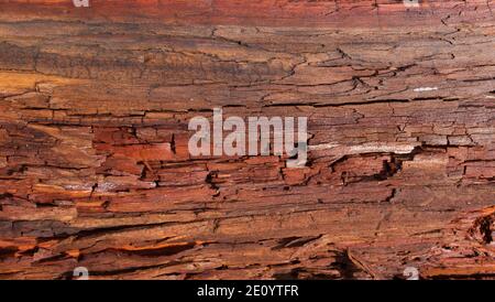 Gerissene rot braune Holz Zweig oder Stamm zeigt Holzmaserung Detail Stockfoto