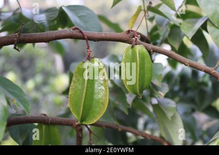 Gesunde Früchte im Baum natürlicher Hintergrund Fotoaufnahme in Dhaka, Bangladesch. Stockfoto