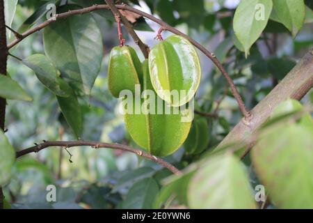 Gesunde Früchte im Baum natürlicher Hintergrund Fotoaufnahme in Dhaka, Bangladesch. Stockfoto