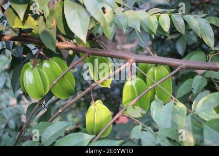 Gesunde Früchte im Baum natürlicher Hintergrund Fotoaufnahme in Dhaka, Bangladesch. Stockfoto