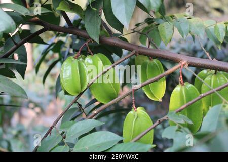 Gesunde Früchte im Baum natürlicher Hintergrund Fotoaufnahme in Dhaka, Bangladesch. Stockfoto